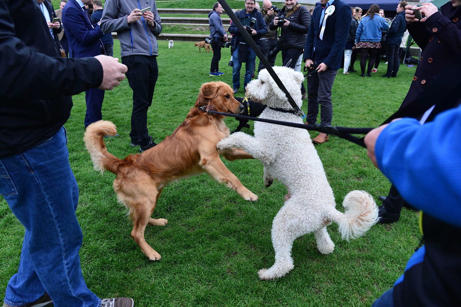 MSPs were quizzed on dog welfare issues.