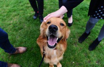 Kirkcaldy MSP’s ‘best friend’ Buster crowned Holyrood dog of the year