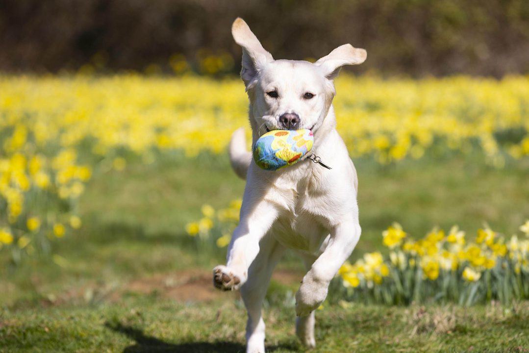 UK pet insurance payouts top £1bn in 2022 as owners face costly vet treatment