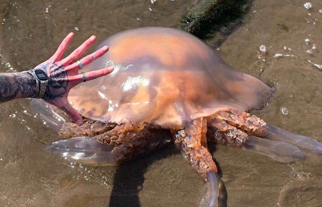 Tourist shocked after finding jellyfish ‘bigger than car tyre’ on beach in Dumfries and Galloway