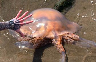 Tourist shocked after finding jellyfish ‘bigger than car tyre’ on beach in Dumfries and Galloway