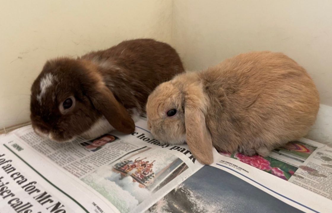 Newborn rabbit litter dies after pregnant rabbit found alongside five others abandoned in Aberdeenshire