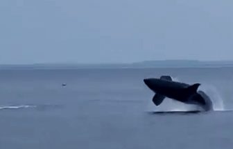 Watch killer whale leap into air off Scottish coast near Isle of Mull