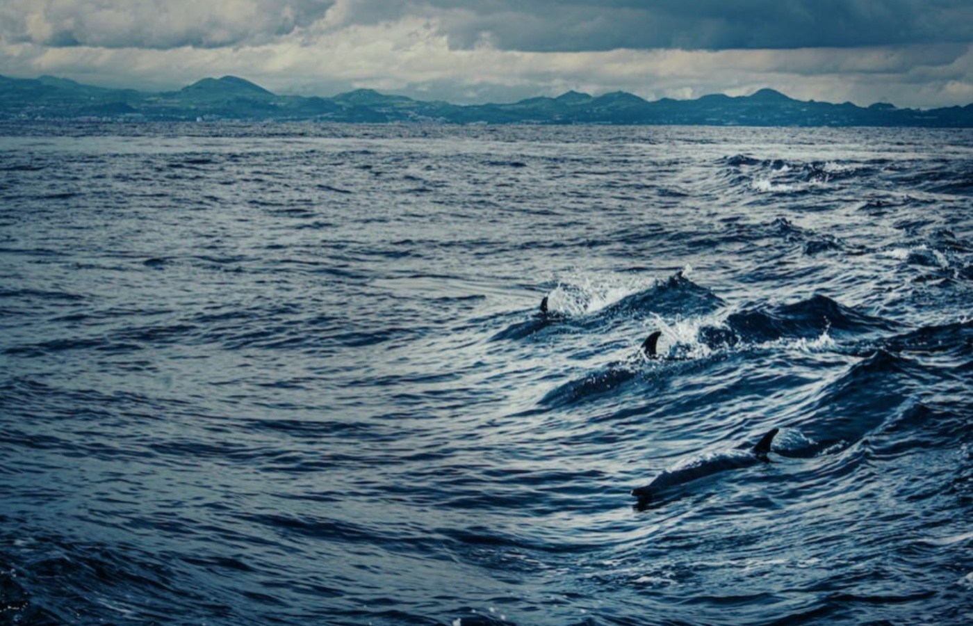 A boat was seen very close to a pod of dolphins which included a young calf.