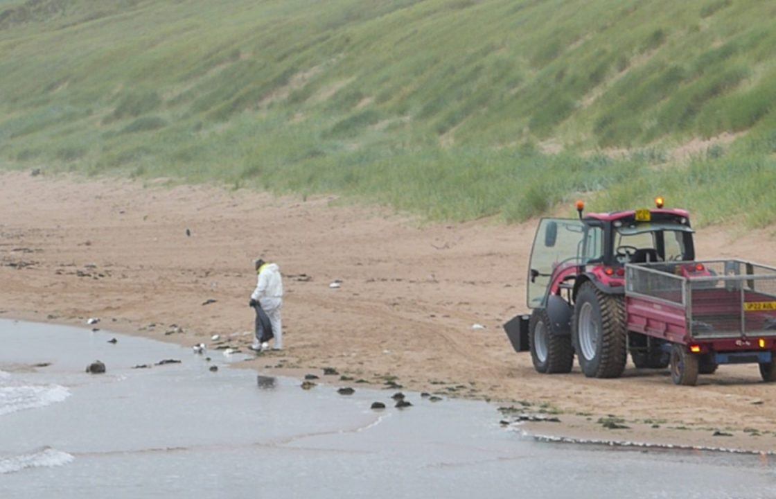 Hundreds more dead birds removed from Aberdeenshire beaches in Stonehaven and Cruden Bay amid avian flu surge