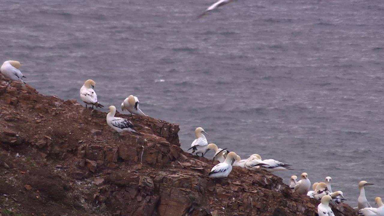 RSPB Scotland: Bird numbers at Banff nature reserve ‘drop by 30% due to avian flu’