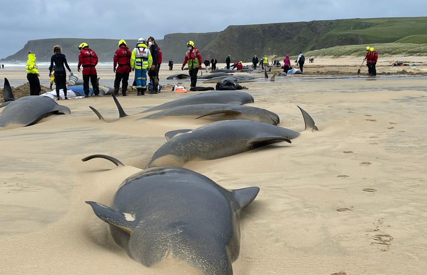 A rescue effort has been launched after dozens of pilot whales were found stranded on a beach in the Western Isles.