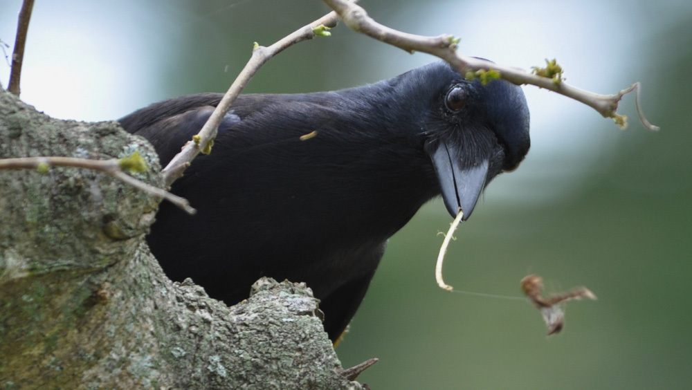 Can Scots professor use artificial intelligence to mimic Dr Dolittle and have conversations with animals?