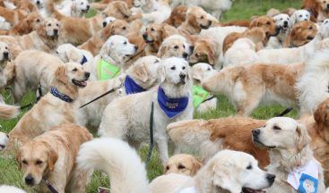 Hundreds of golden retrievers gather at ancestral home of breed in Glen Affric in Highlands