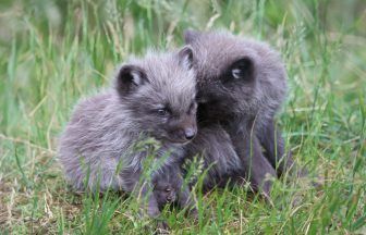 Highland Wildlife Park welcomes litter of five Arctic fox cubs