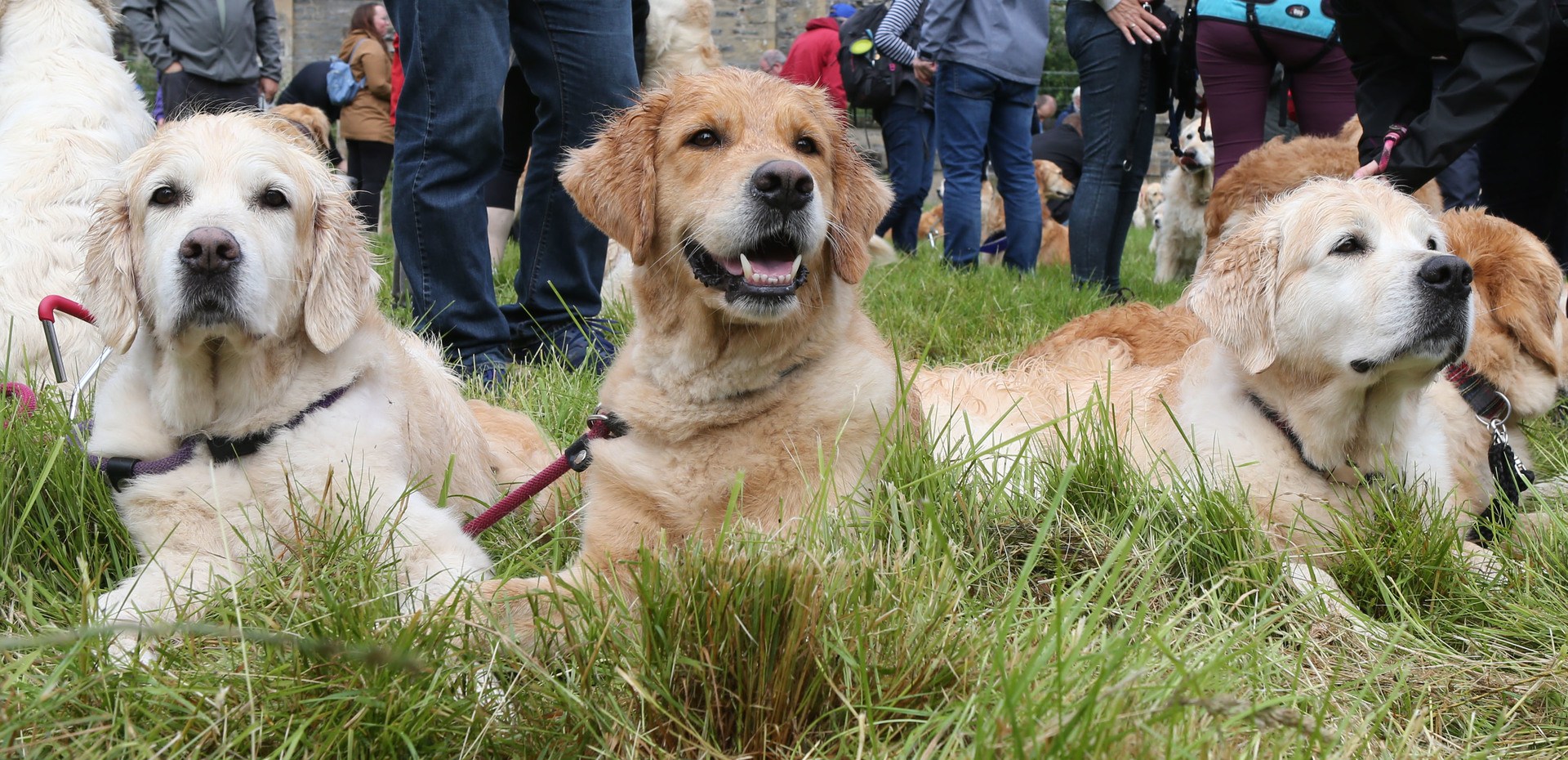 Hundreds of dogs and owners from across the UK, continental Europe, North America, Australia and Japan met on Thursday