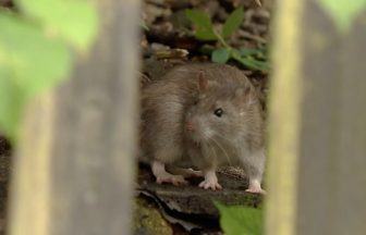 Desperate Glasgow residents ‘living in fear’ as rats ‘take over’ back gardens