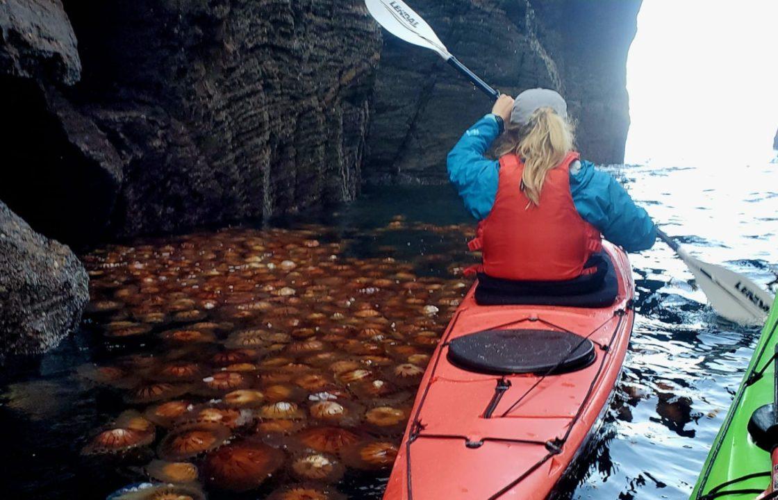 Kayakers paddle through inlet of ‘exceptional jellyfish soup’ near Isle of Barra