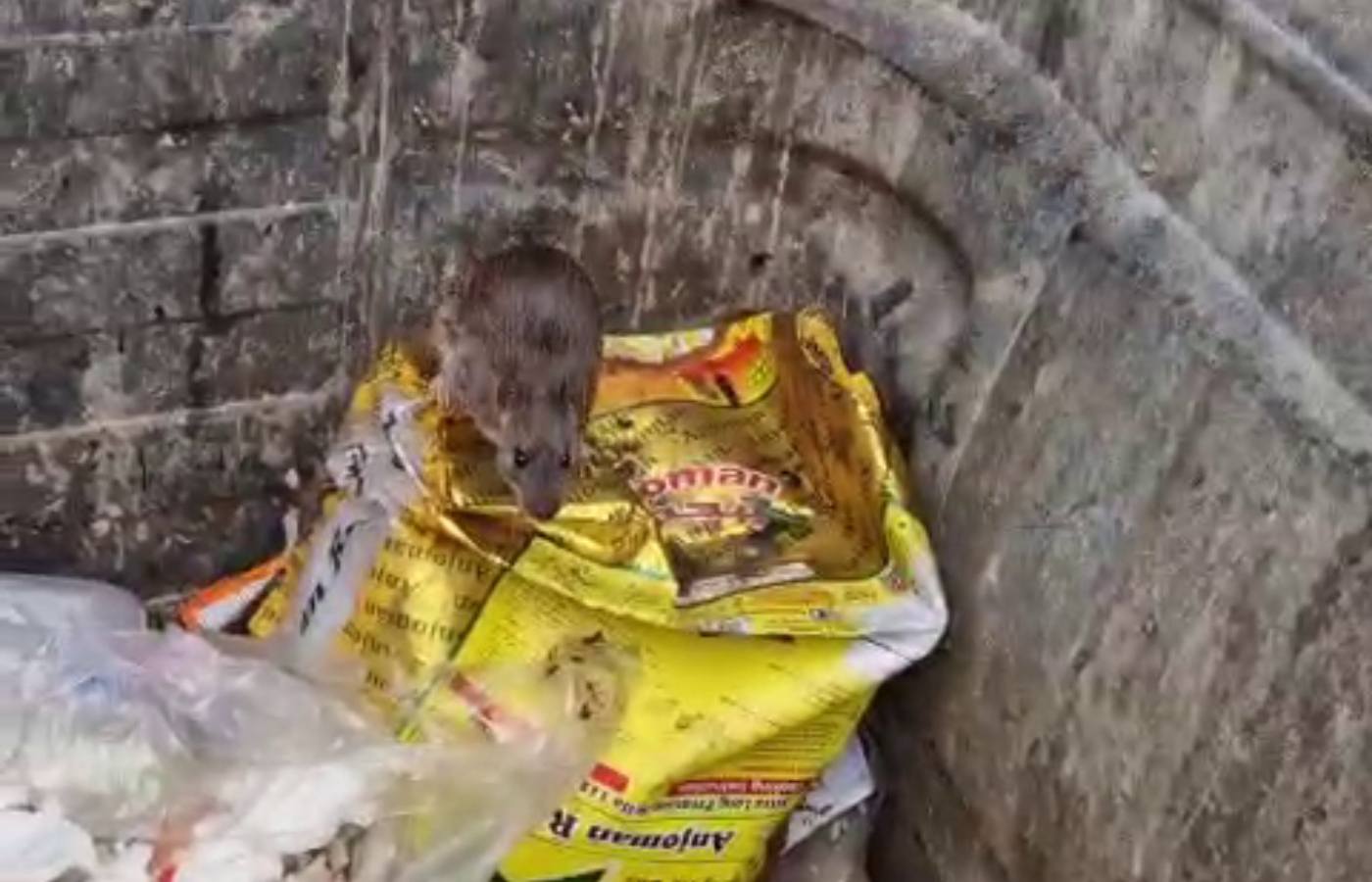 Videos show rats scurrying in and out of the bins.