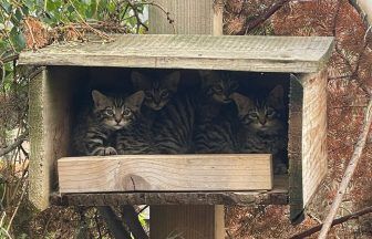 Critically endangered wildcat kittens bred for second year running at Highland Wildlife Park