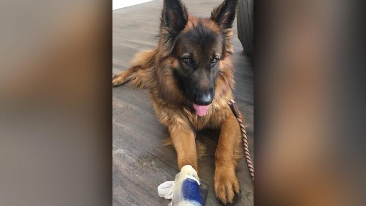 Warning over broken glass on Hamilton streets after German Shephard is injured