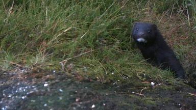 American mink: The fight against invasive species threatening Scotland’s wildlife