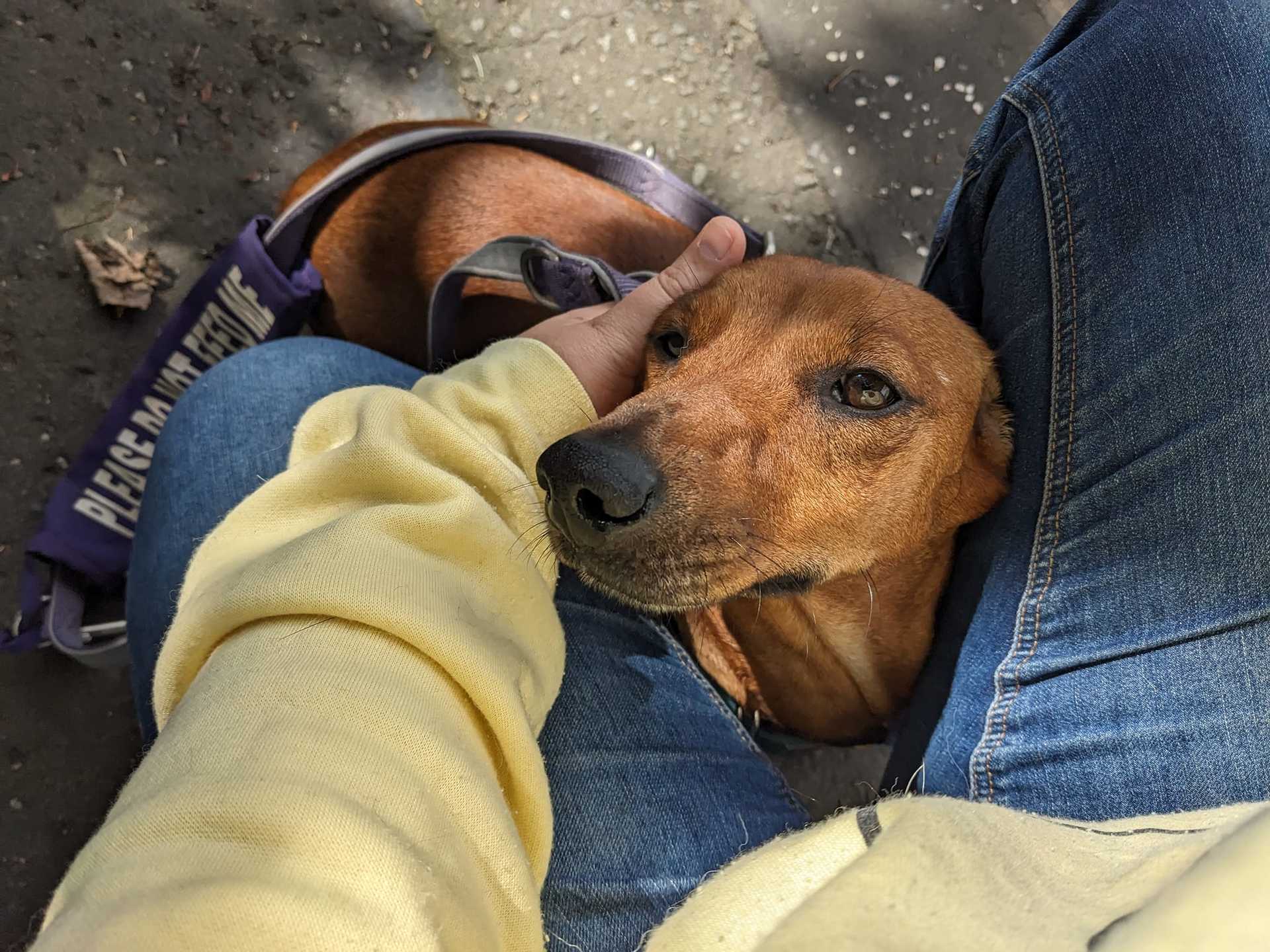 Fran was rescued from a pound in England. 