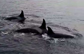 Pod of orcas surprises boat passengers off South Ronaldsay, Orkney