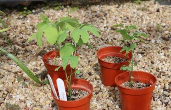 Seeds from tree ‘which survived Hiroshima atomic bomb’ being grown at Glasgow’s Botanic Gardens