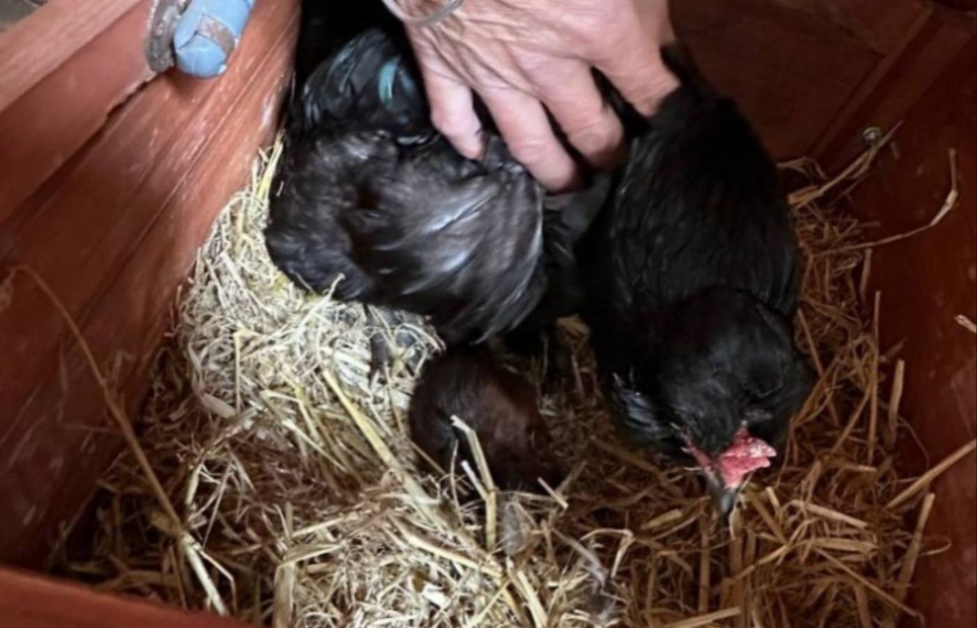 The red squirrel kit who was found seeking comfort under a hen.