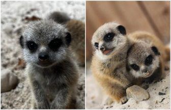 Busta Rhymes, Missy Elliott and Eminem meerkat pups born at Blair Drummond Safari Park