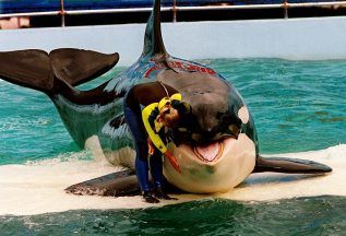 Killer whale dies at Miami Seaquarium after spending half-century in captivity
