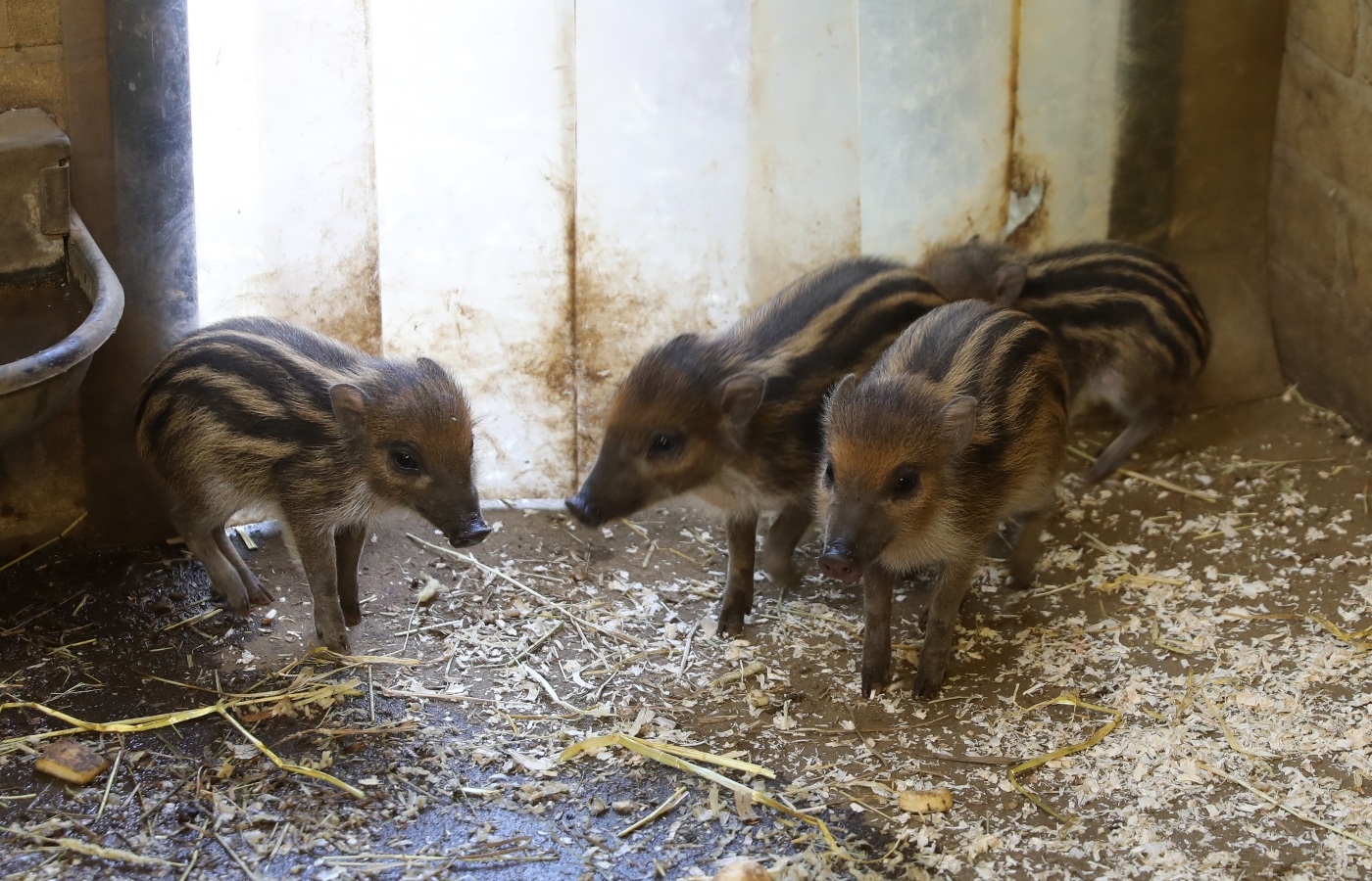 The piglet's first health checks will be in the coming weeks which will reveal whether they are boys or girls.