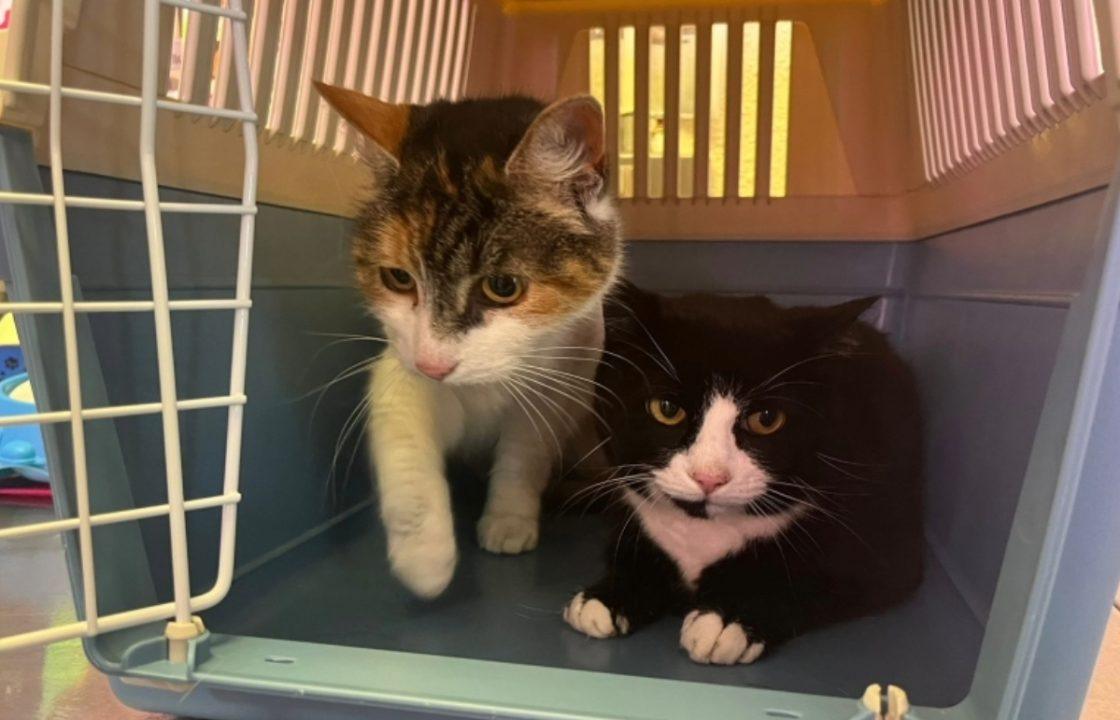 Two cats found abandoned in carrier on M74 slipway as Scottish SPCA launch investigation