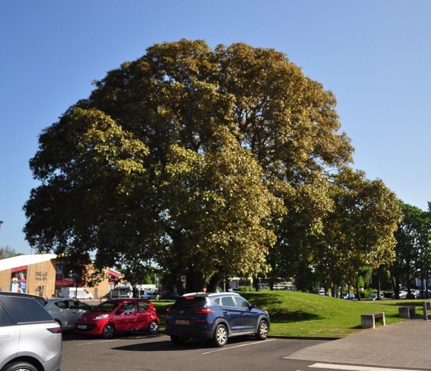 Perth Walnut Tree.