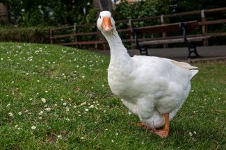 New Arc Animal Rescue issue plea for safe return of pet goose Beaky after going missing in Aberdeenshire