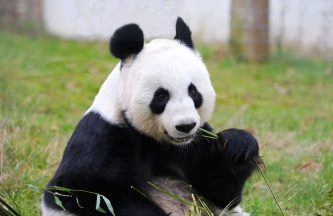 Edinburgh Zoo to bid farewell to giant pandas ahead of return to China