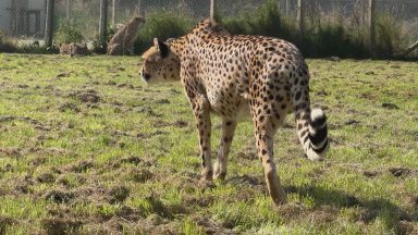 Cheetah at Five Sisters Zoo makes miraculous recovery after leg amputation