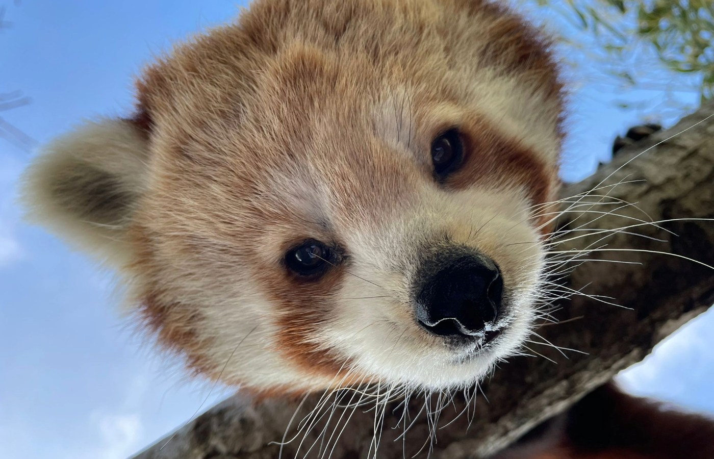 Kitty the red panda 