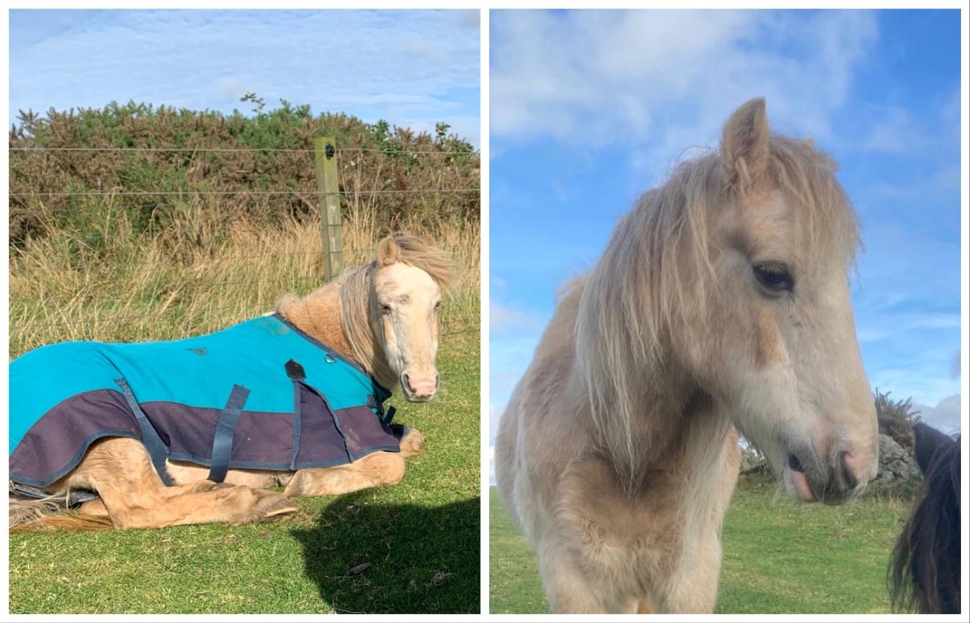 Cheyenne was the 'oldest and most vulnerable' resident at Willows Animal Sanctuary and Assisted Therapy Unit.