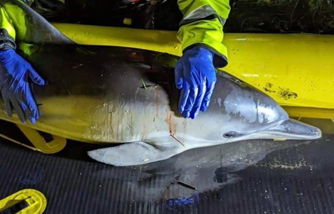 Young dolphin euthanised after becoming trapped in reeds of Cambridgeshire river near Pymoor