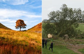 Man arrested after iconic ‘Robin Hood’ Sycamore Gap tree cut down