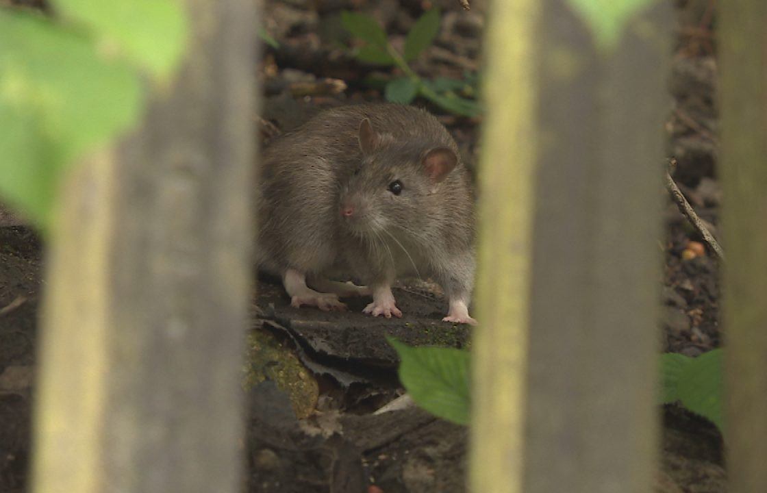 Cleansing workers stop bin collections on Earl Street in Scotstoun, Glasgow due to rat infestation