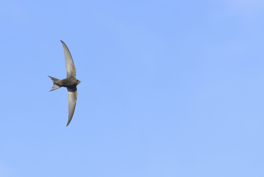 Scotland’s wildlife on decline with some at risk of extinction, report finds