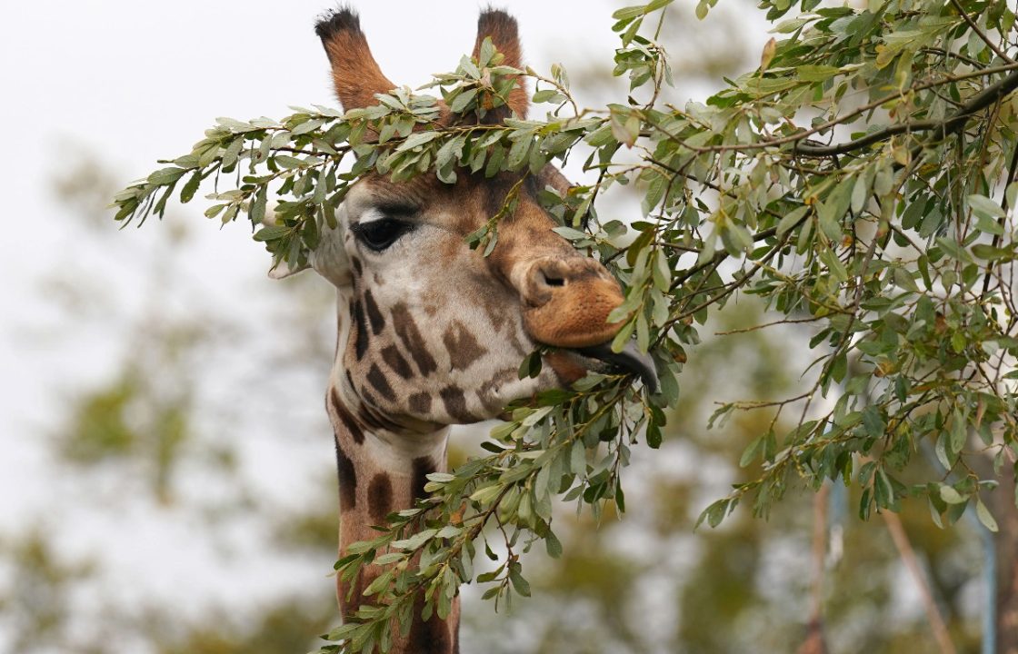 Endangered male giraffe Sifa arrives at safari park