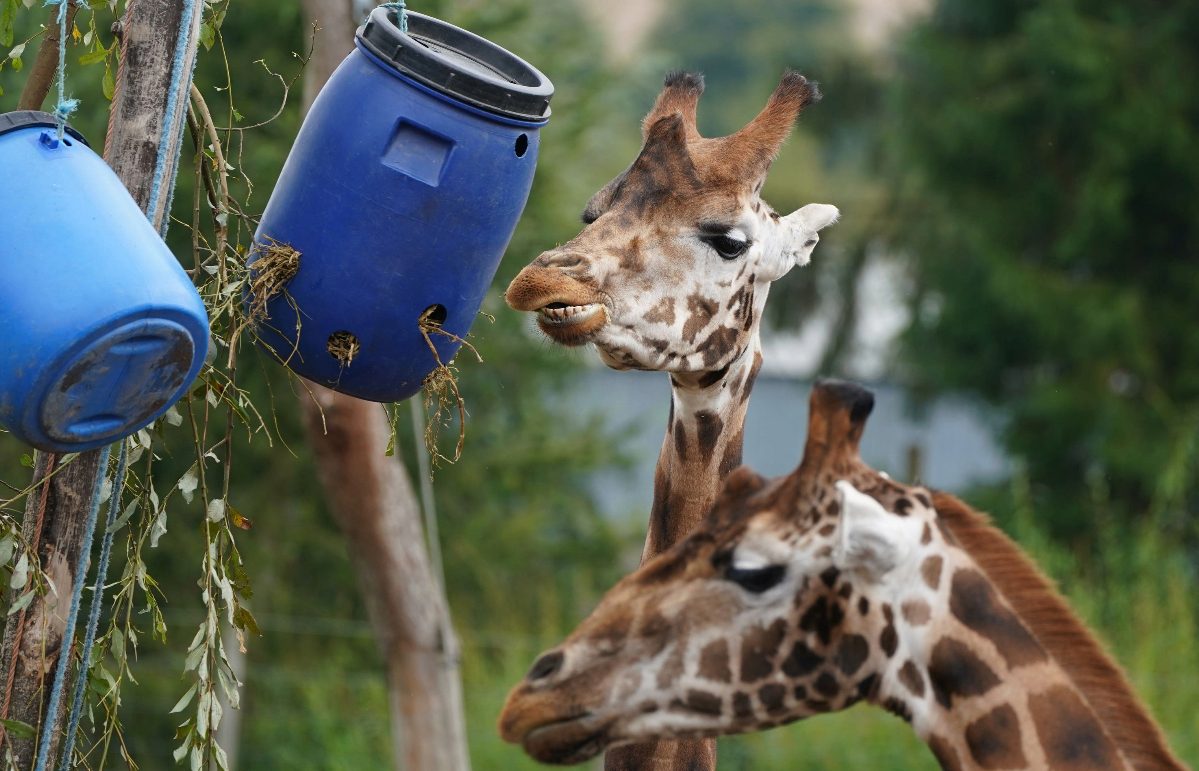 Sifa (rear) settles into with one of his new friends (Andrew Milligan/PA) 