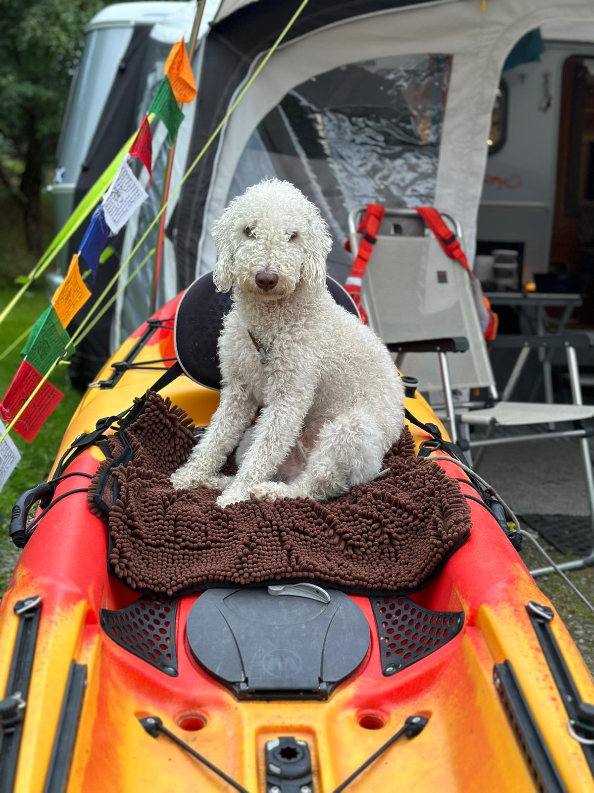 Dave Halton's adventure buddy, Scout.