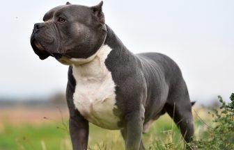 ‘XL Bully’ which attacked owner while on the loose in Airdrie seized and killed
