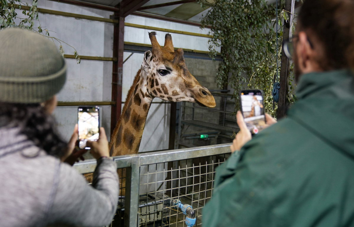 Sifa enjoyed a meal of willow leaves on his arrival (Andrew Milligan/PA) 