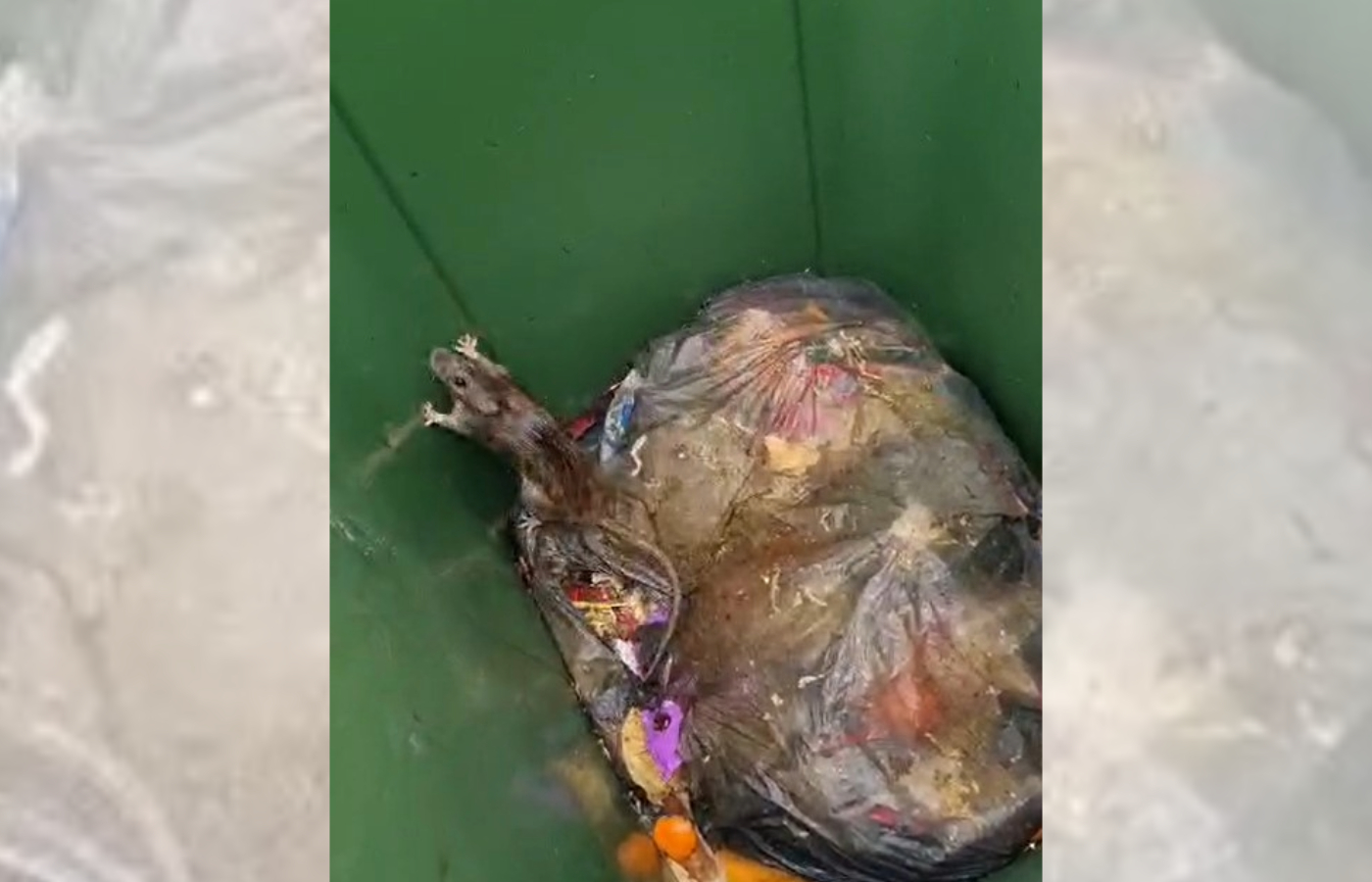 Rats in bin on Ferry road