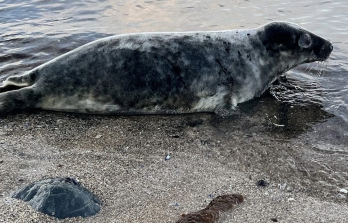 Police Scotland probe as seal euthanised after being found injured on Stonehaven Beach