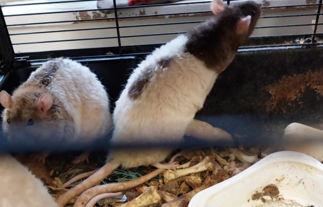 Three rats found abandoned in cage in Shotts with chicken bones on side of road