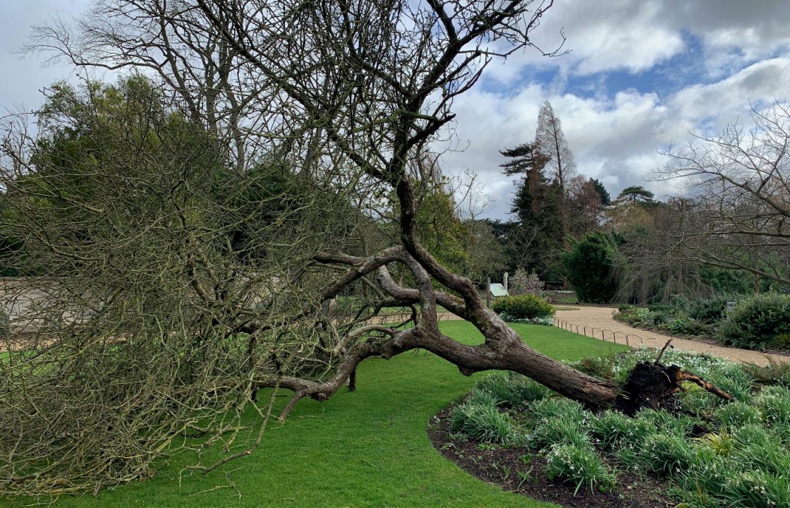 Artist makes ink from clone of Newton’s apple tree that fell in storm