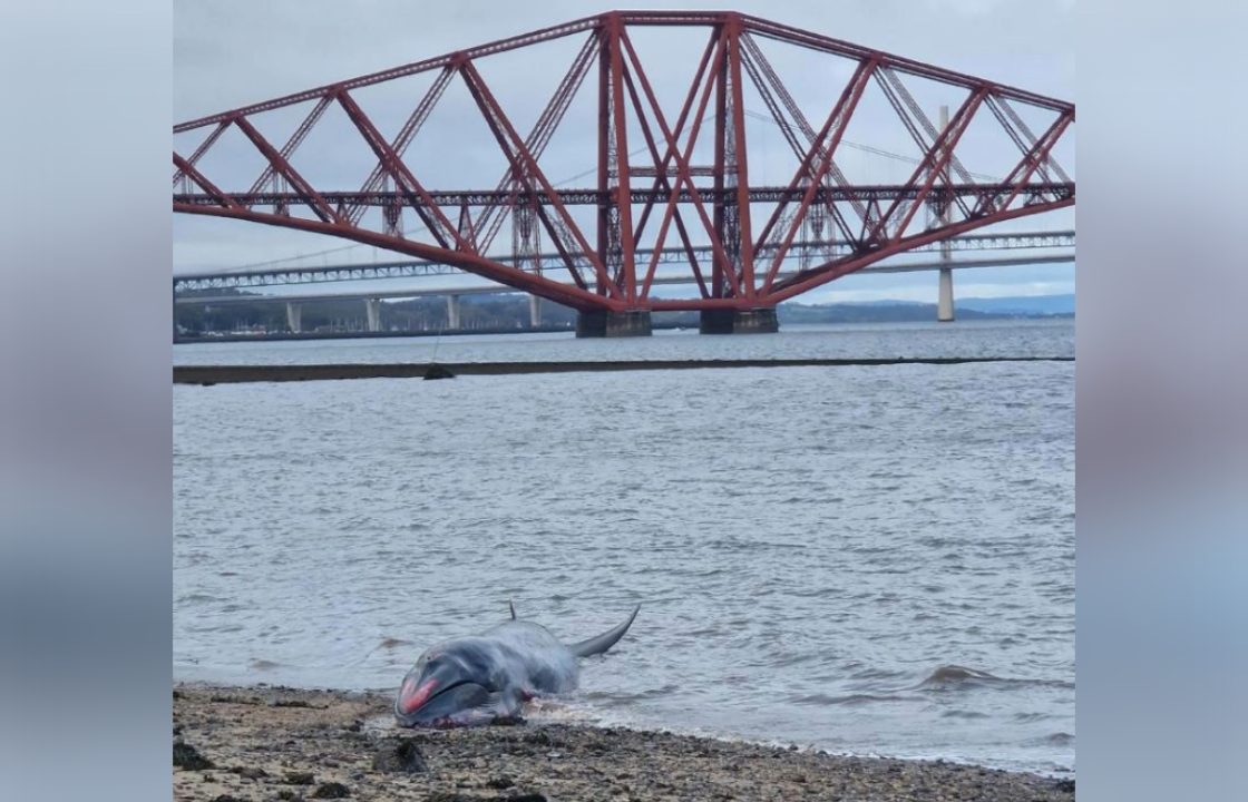 Sei whale dies on Edinburgh beach despite two-hour rescue operation