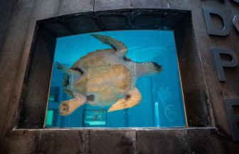 Turtle returned to wild almost two years after being found on Scottish beach